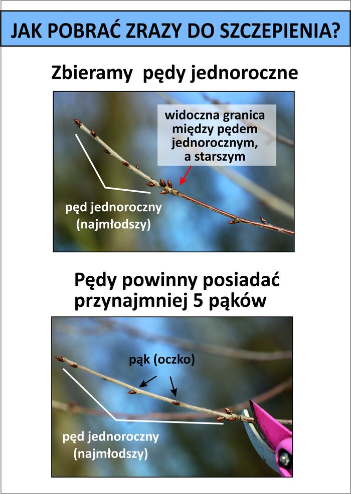 Plakat "Jak pobrać zrazy do szczepienia?"