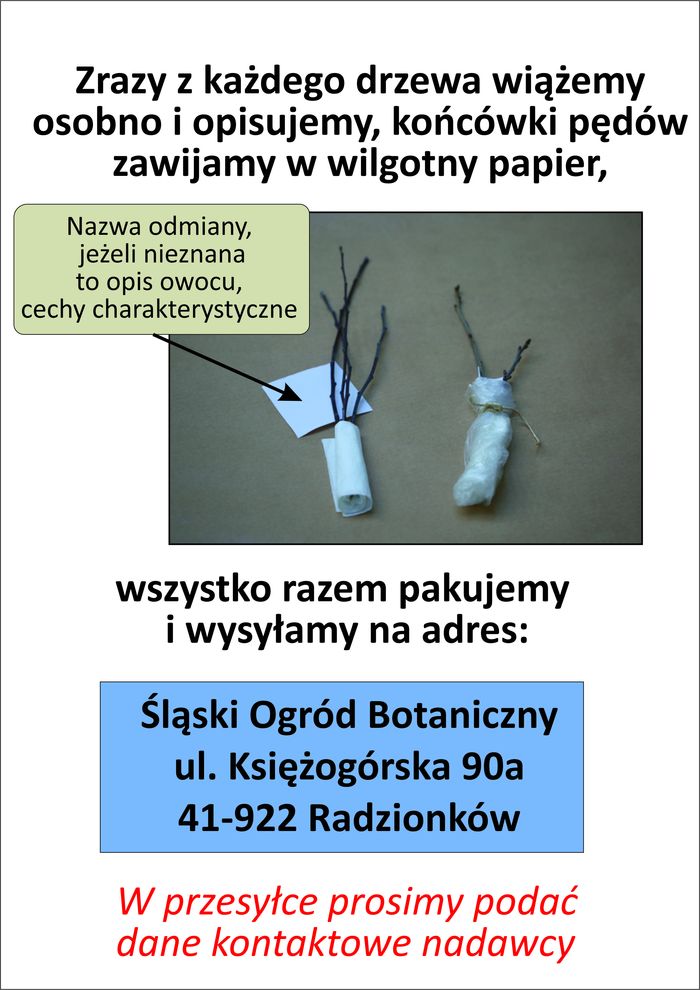 Informacja jak wiązać zrazy pędów