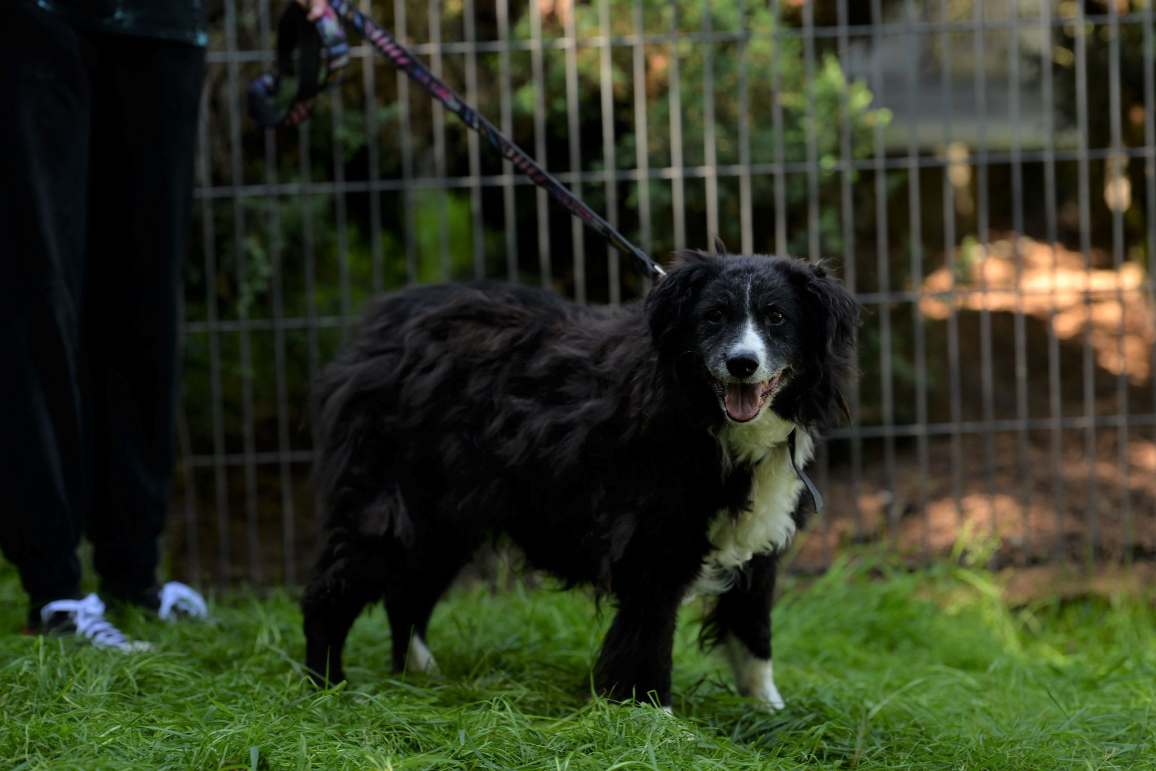 Zdjęcie psa Zdzicha do adopcji