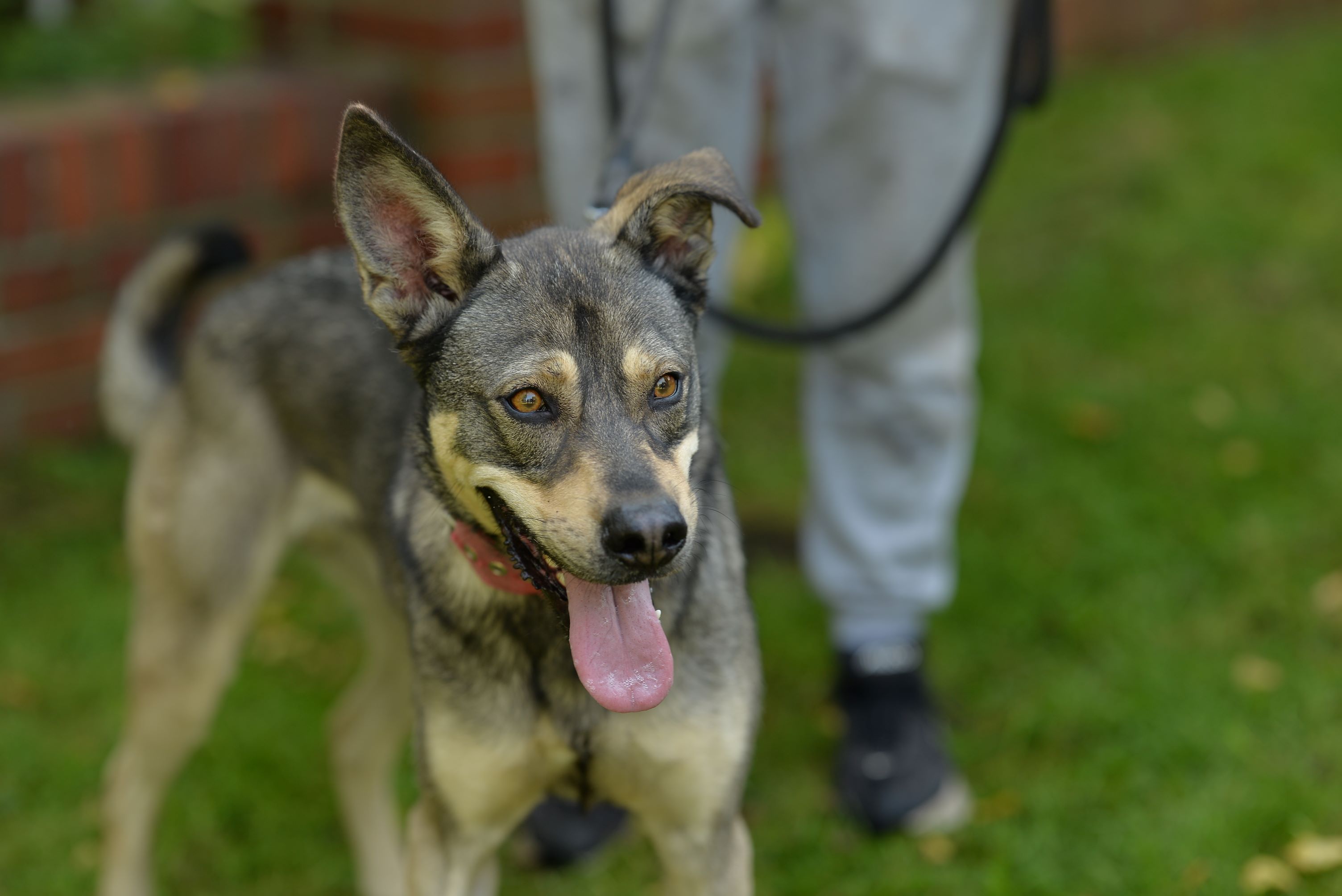 Zdjęcie psa Figo do adopcji