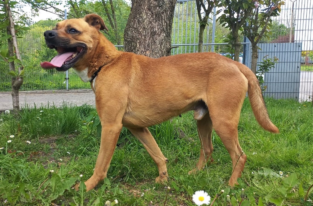 Zdjęcie psa Bary do adopcji